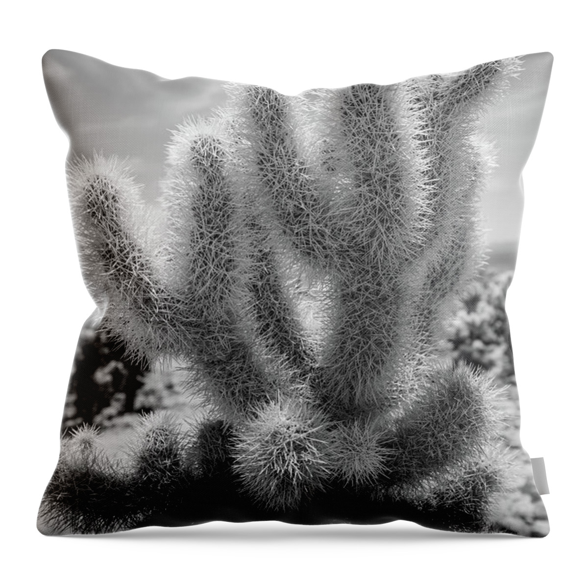 Cholla Cactus Throw Pillow featuring the photograph Cholla Cactus BW by Michael Ver Sprill