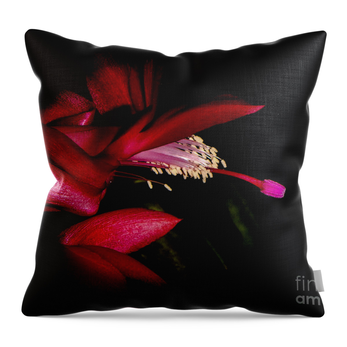 Christmas Throw Pillow featuring the photograph Christmas Beauty by Judy Hall-Folde
