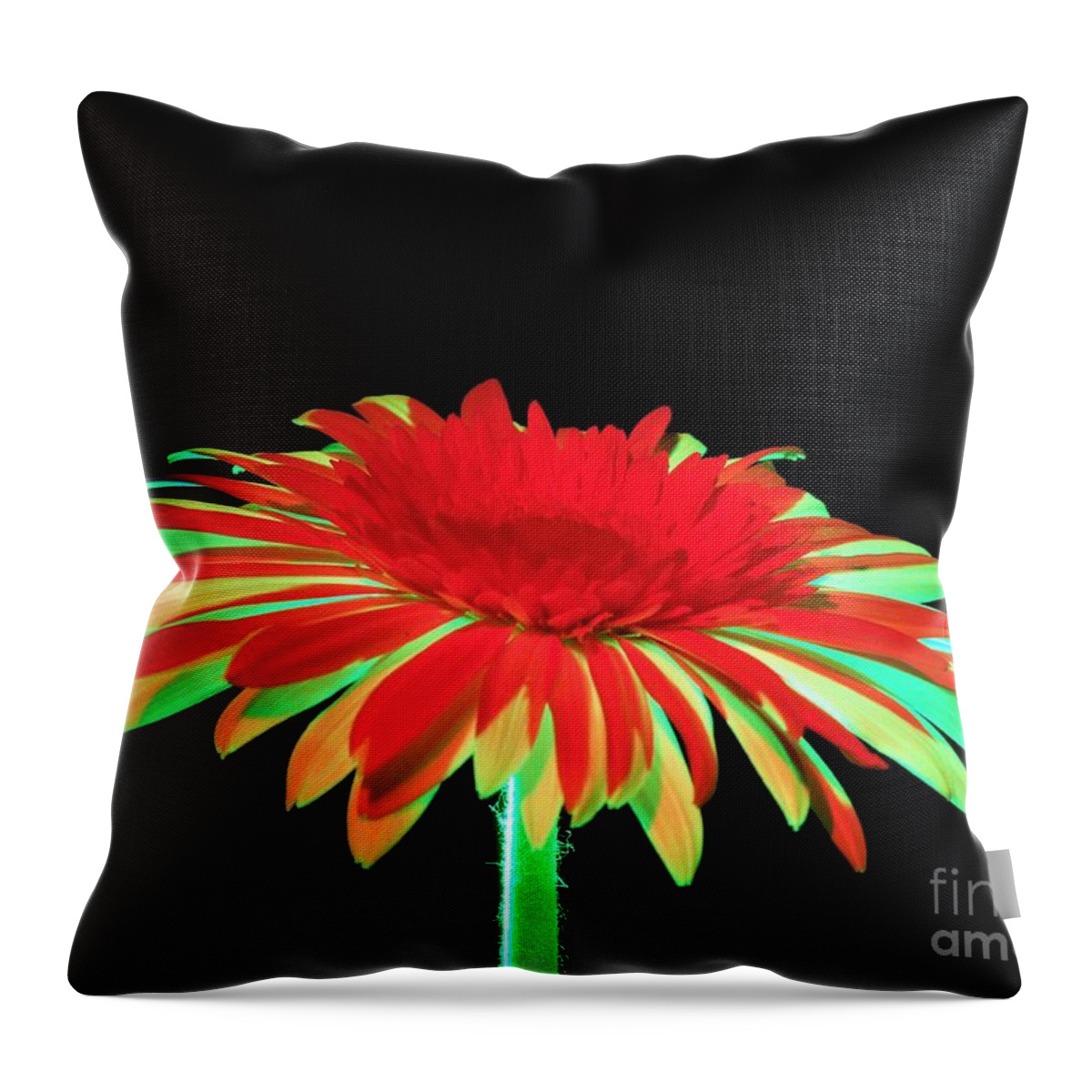 Daisy Throw Pillow featuring the photograph Christmas Daisy by Chad and Stacey Hall