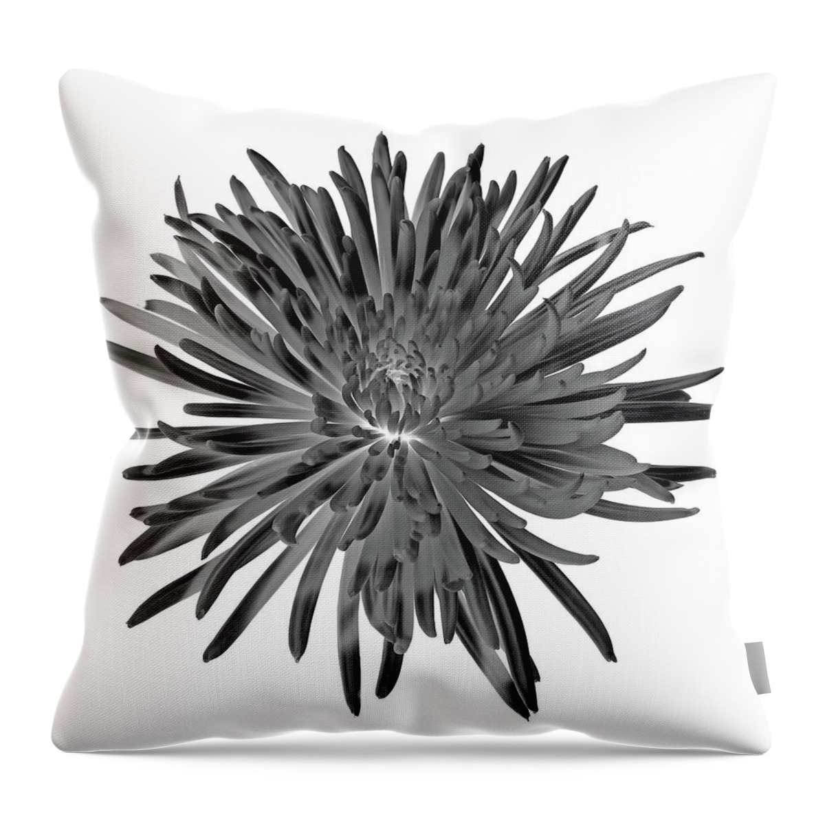 Decorative Throw Pillow featuring the photograph Chrysanthemum I Black and White by Lily Malor