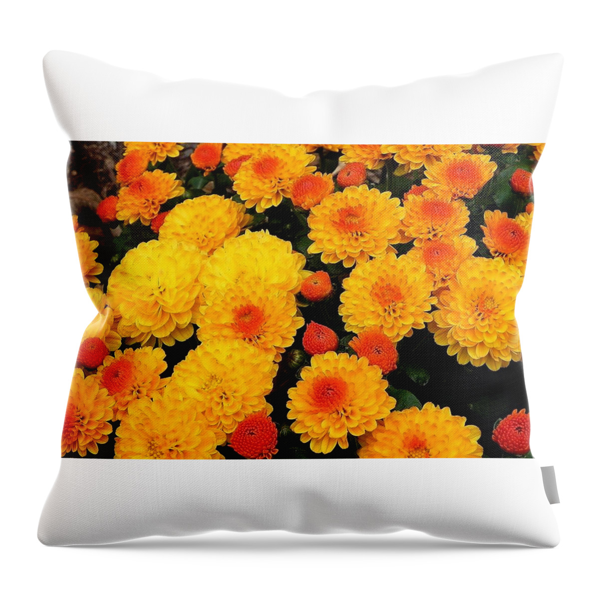 Chrysanthemum Throw Pillow featuring the photograph Chrysanthemum by Mariel Mcmeeking