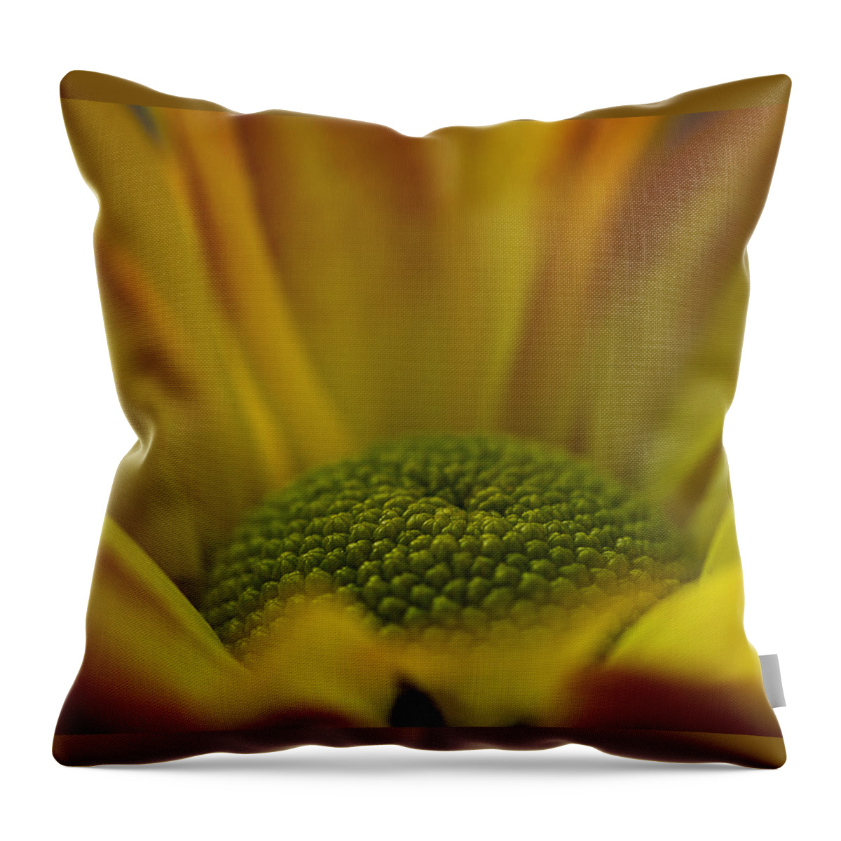 Chrysanthemum Throw Pillow featuring the photograph Chrysanthemum by Morgan Wright
