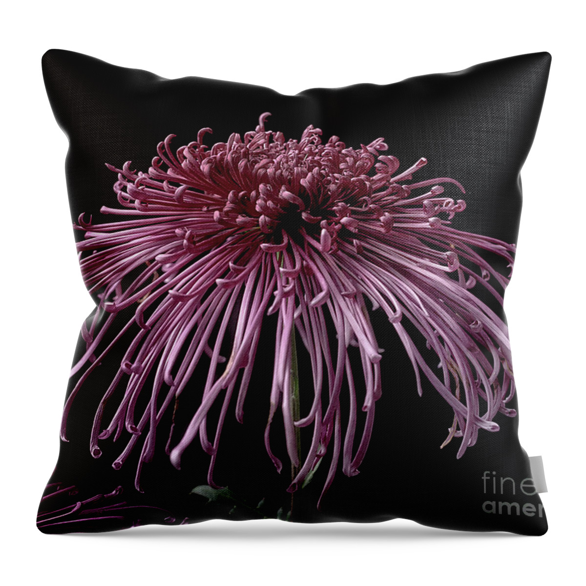 Flower Throw Pillow featuring the photograph Chrysanthemum 'Seaton's Galaxy' by Ann Jacobson