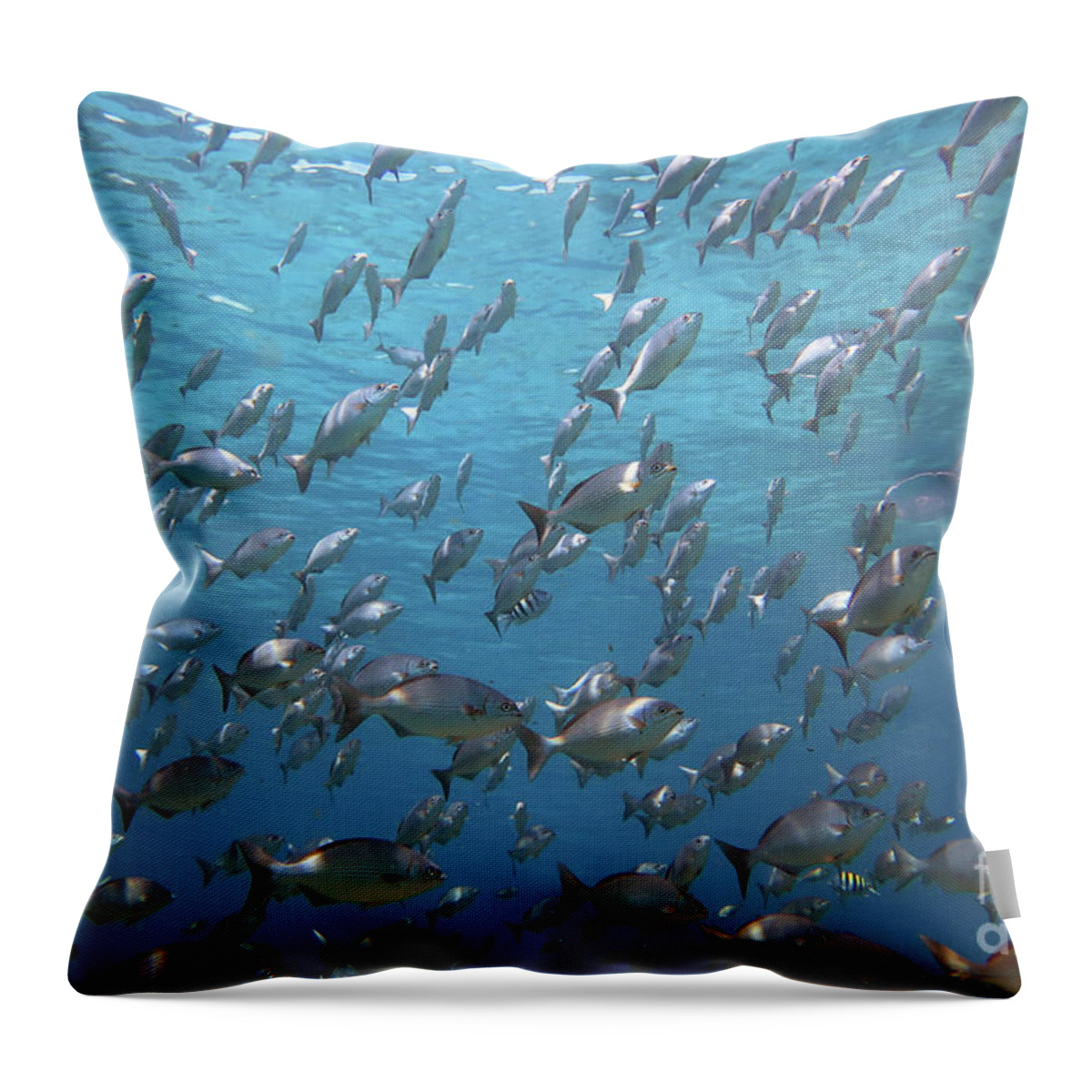 Unnderwater Throw Pillow featuring the photograph Chub Convention by Daryl Duda