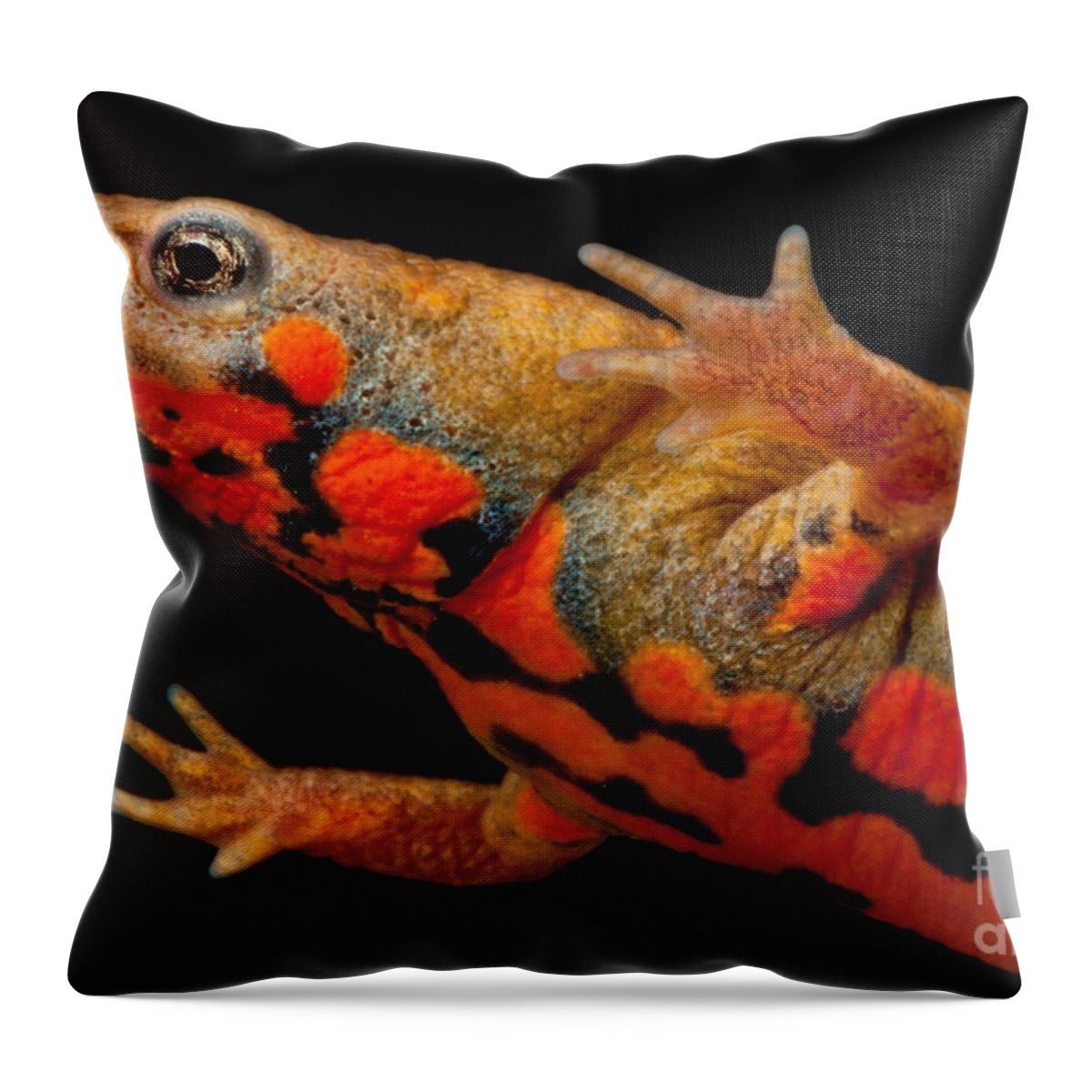 Chuxiong Fire Belly Newt Throw Pillow featuring the photograph Chuxiong Fire Belly Newt by Dant Fenolio