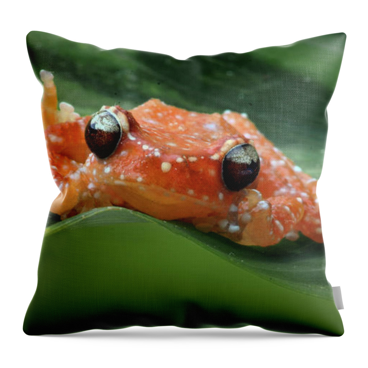 Frogs Throw Pillow featuring the photograph Cinnamon Frog by Nikolyn McDonald