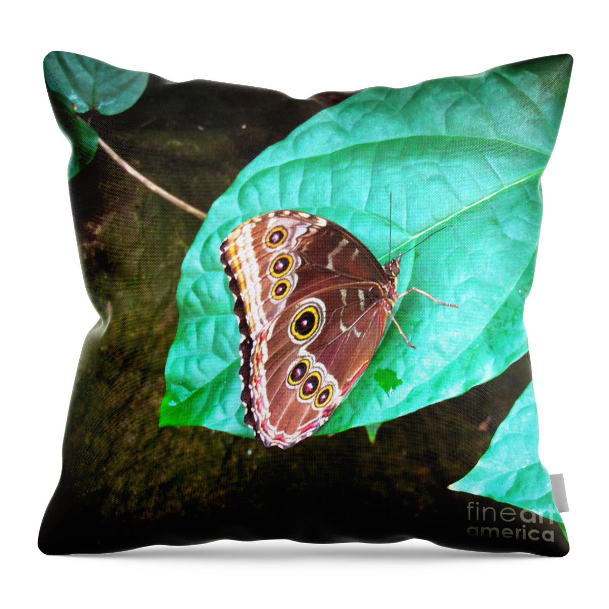 Butterfly Throw Pillow featuring the photograph Circles on Wings by Robert Knight