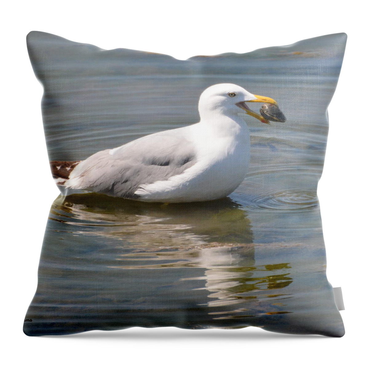 Seagull Throw Pillow featuring the photograph Clamming by Dan Williams