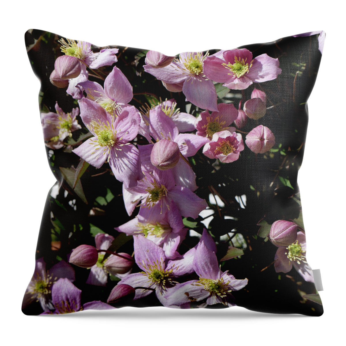 Clematis Throw Pillow featuring the photograph Clematis Montana in full bloom by Brenda Kean