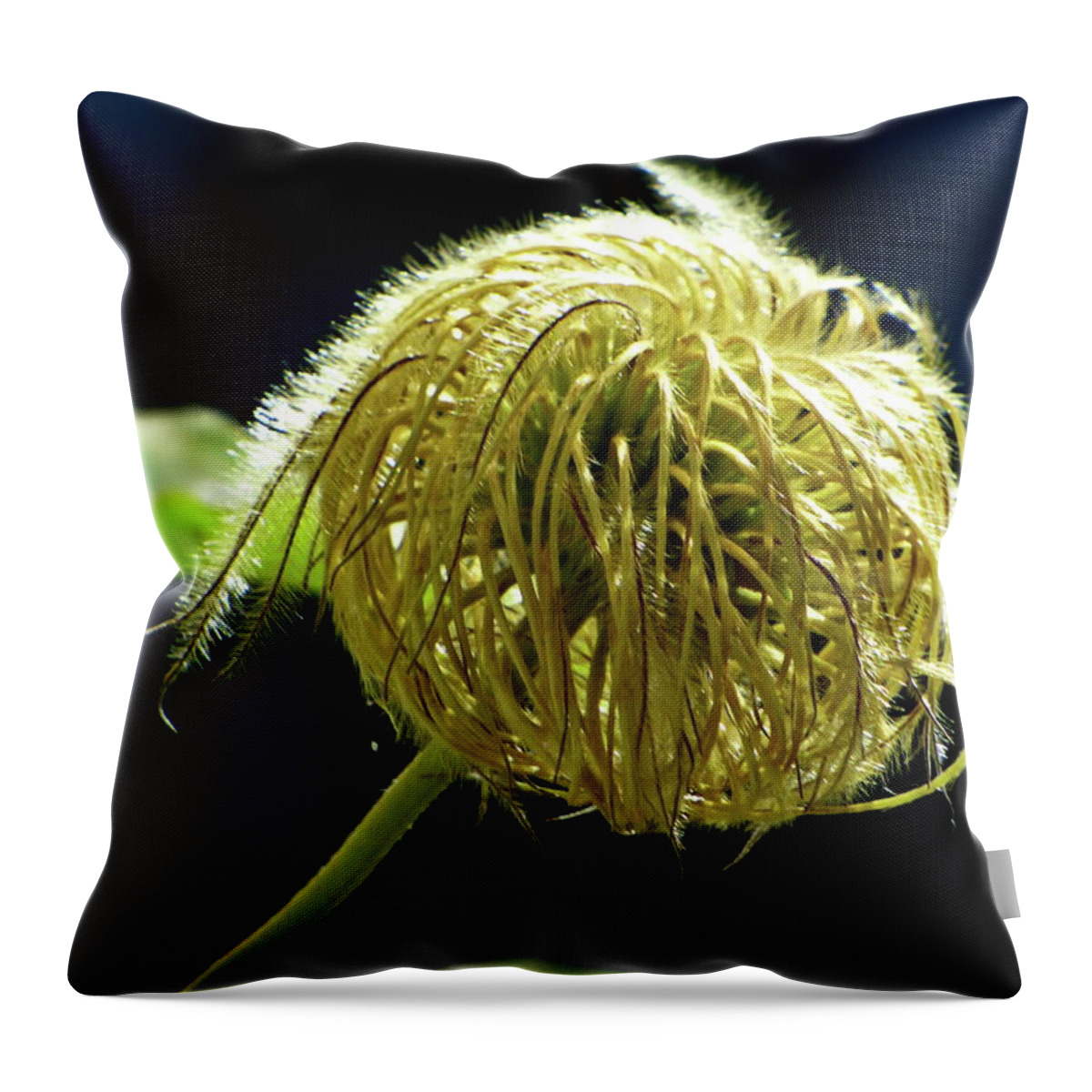 Clematis Throw Pillow featuring the photograph Clematis - Seed Head by Lyuba Filatova