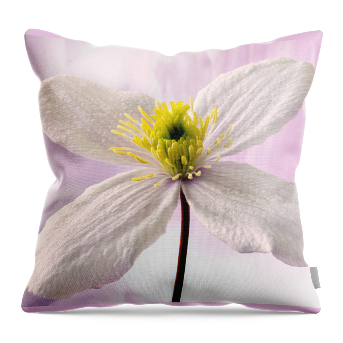 Clematis Throw Pillow featuring the photograph Clematis by Terence Davis