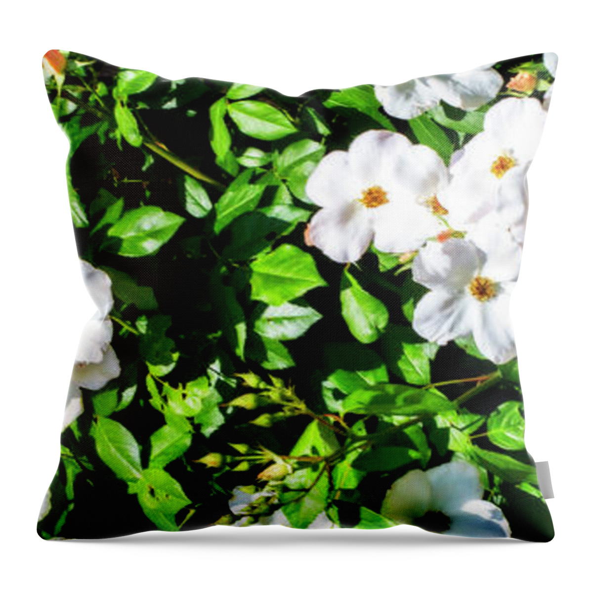 Color Throw Pillow featuring the photograph Climbing Wild Roses -2 by Alan Hausenflock