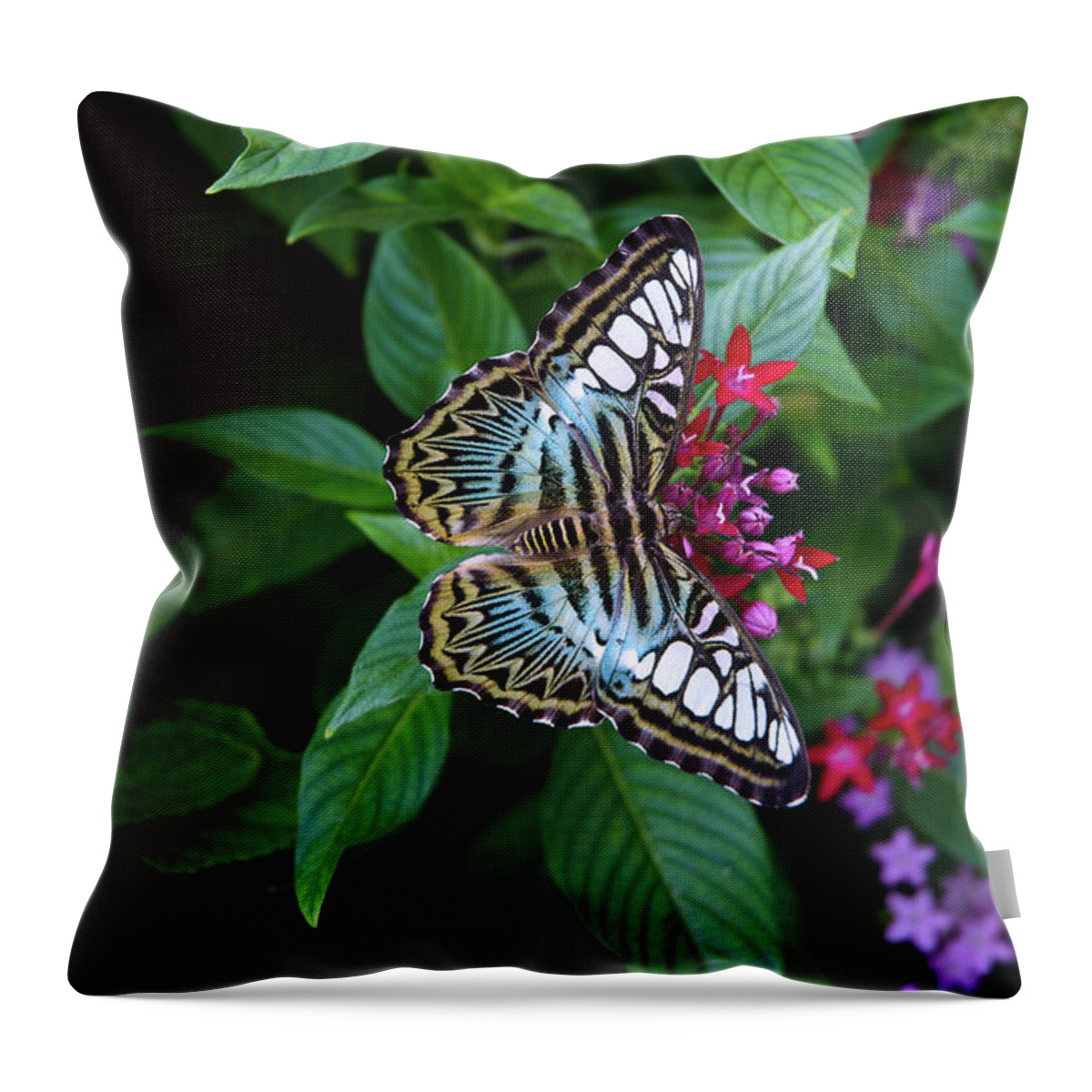 Butterfly Throw Pillow featuring the photograph Clipper Butterfly on Star Flower by Marie Hicks