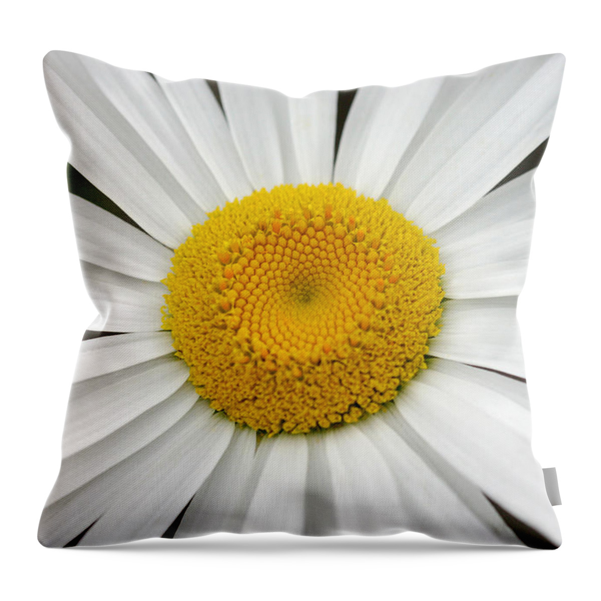 Daisy Throw Pillow featuring the photograph Close and Personal with miss Daisy by Pierre Leclerc Photography