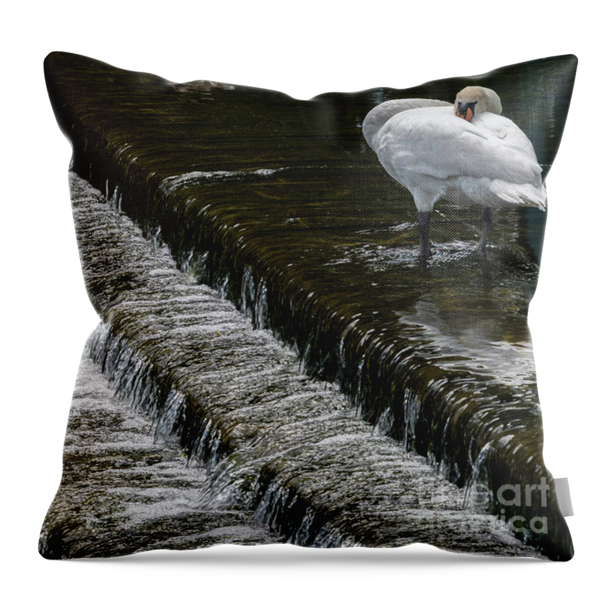 Water Throw Pillow featuring the photograph Close To The Edge by Wendy Wilton