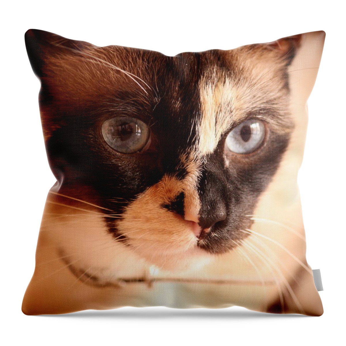 Minka Throw Pillow featuring the photograph Close Up Cat by Parushka Moodley