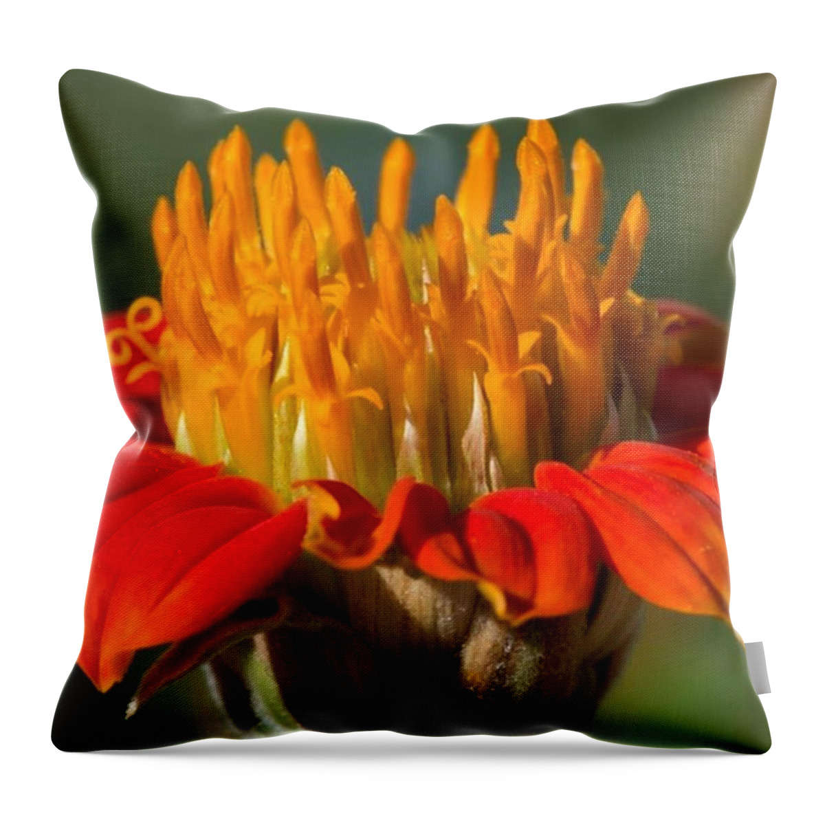 Plant Throw Pillow featuring the photograph Close Up Flower Macro by Michael Moriarty