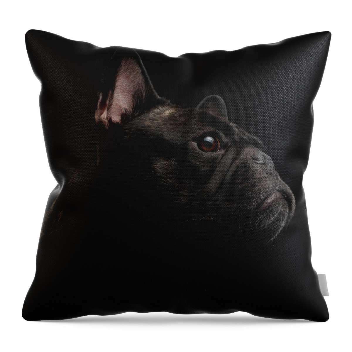 Dog Throw Pillow featuring the photograph Close-up French Bulldog Dog like Monster in Profile view Isolated by Sergey Taran