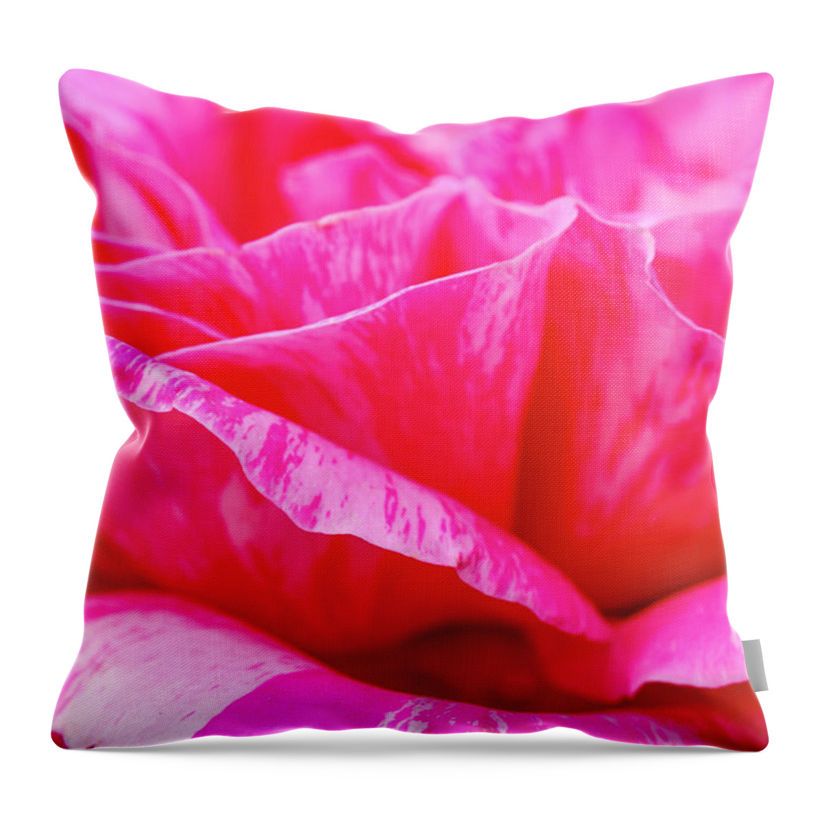 Valentine Throw Pillow featuring the photograph Close up of Variegated Pink and White Rose Petals by Teri Virbickis