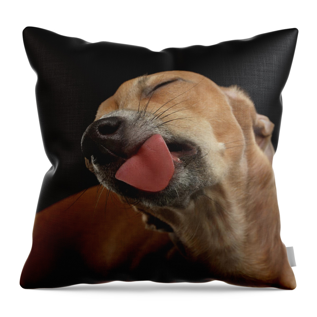 Greyhound Throw Pillow featuring the photograph Closeup Cute Italian Greyhound Dog Licked with pleasure isolated Black by Sergey Taran