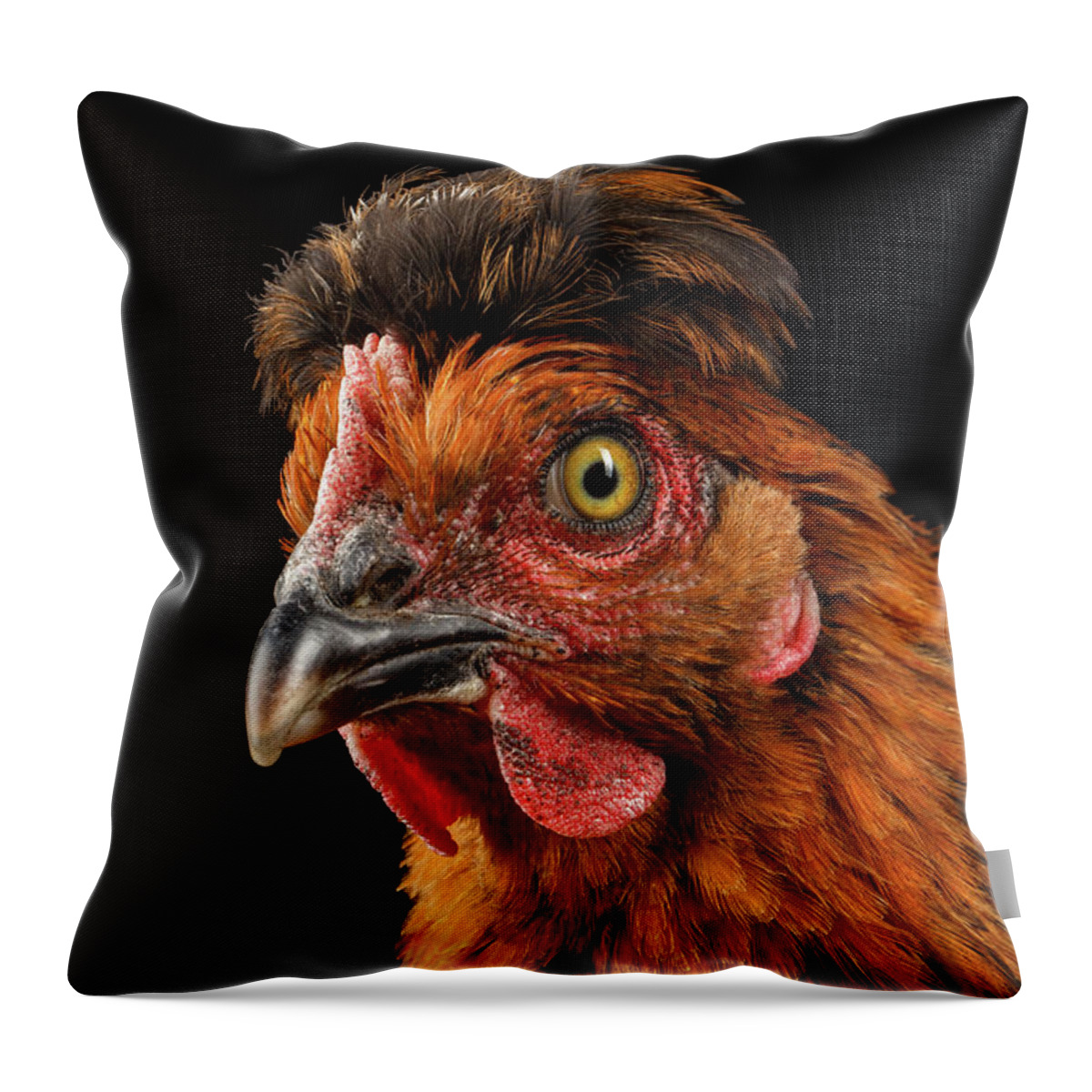 Chicken Throw Pillow featuring the photograph Closeup Ginger Chicken Isolated on Black Background in Profile view by Sergey Taran