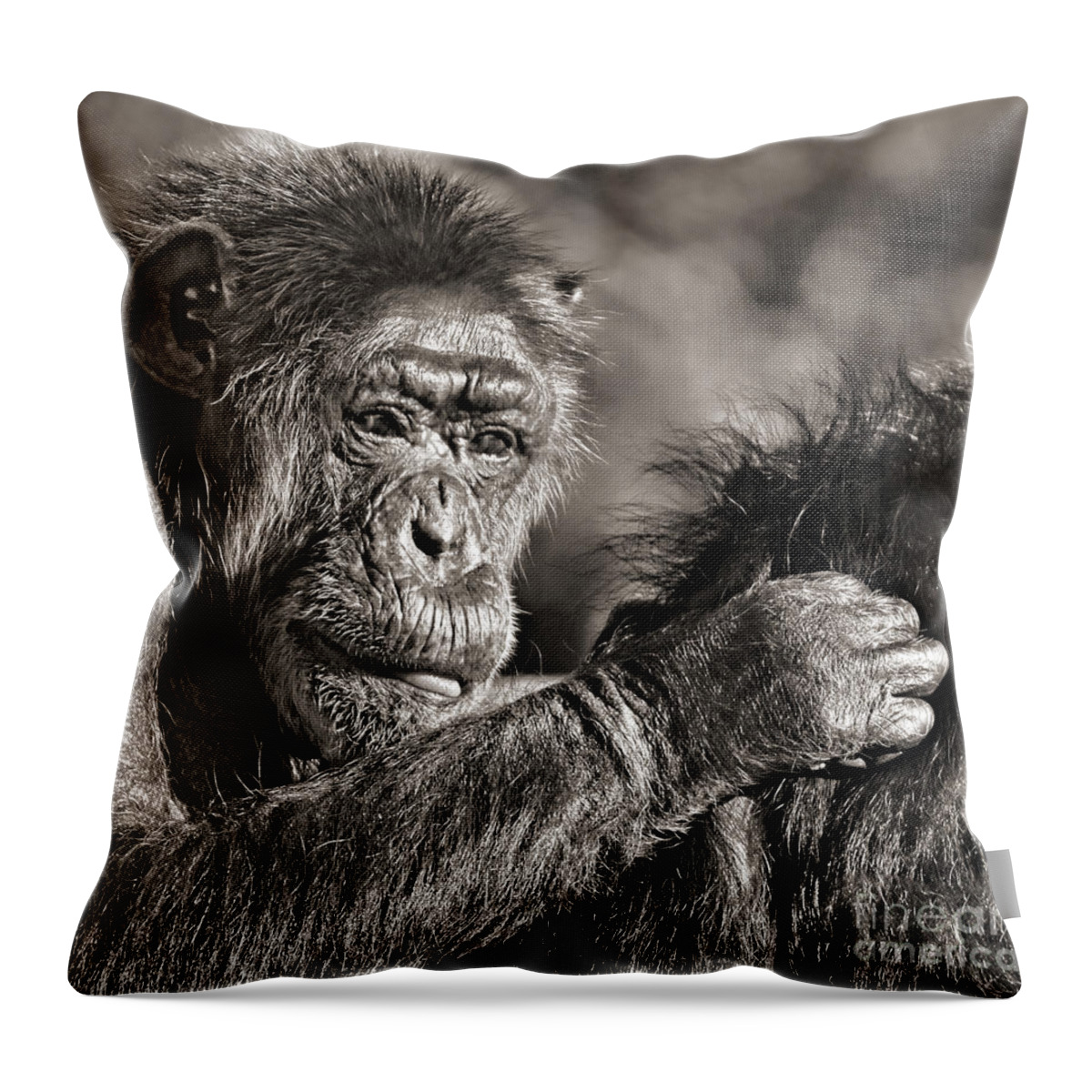 An Elderly Chimp Enjoying Life Throw Pillow featuring the photograph Closeup of an Elderly Chimp Grooming Her Mate by Jim Fitzpatrick