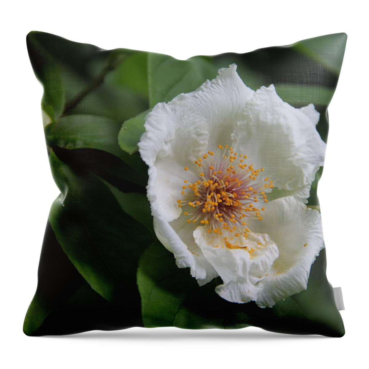 Flower Throw Pillow featuring the photograph Closeup of White Flower by Allen Nice-Webb