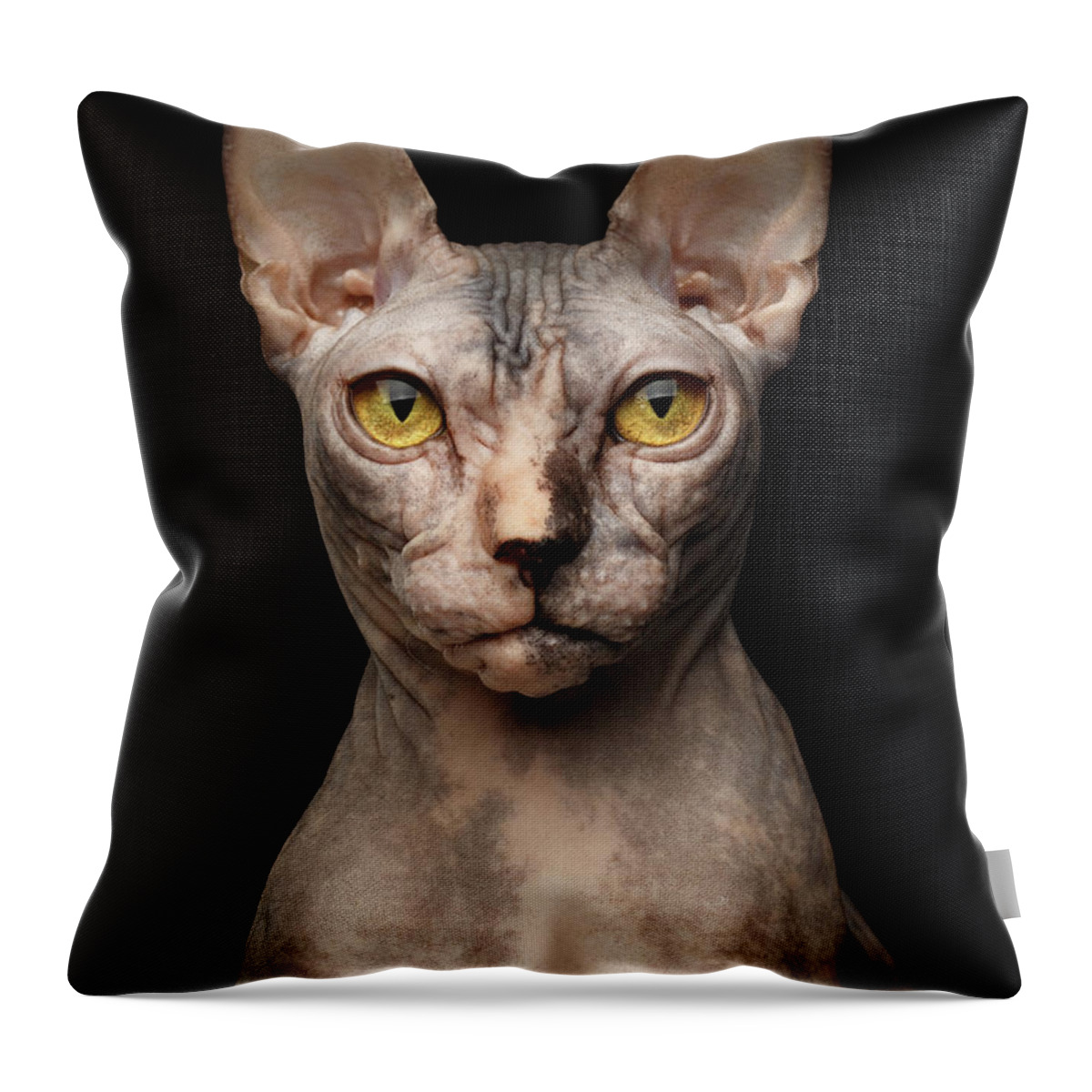 Cat Throw Pillow featuring the photograph Closeup Portrait of Grumpy Sphynx Cat, Front view, Black Isolate by Sergey Taran