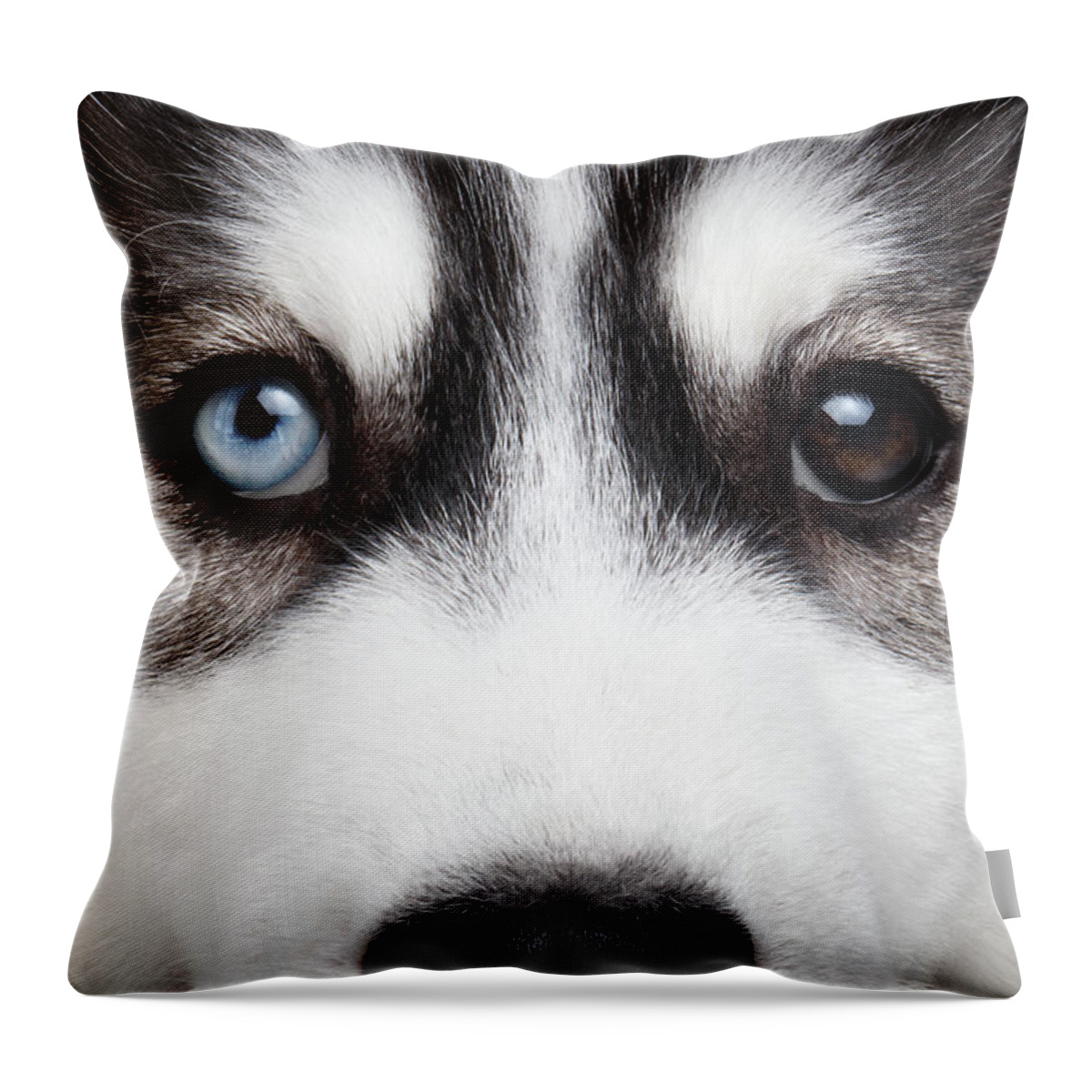Dog Throw Pillow featuring the photograph Closeup Siberian Husky Puppy Different Eyes by Sergey Taran