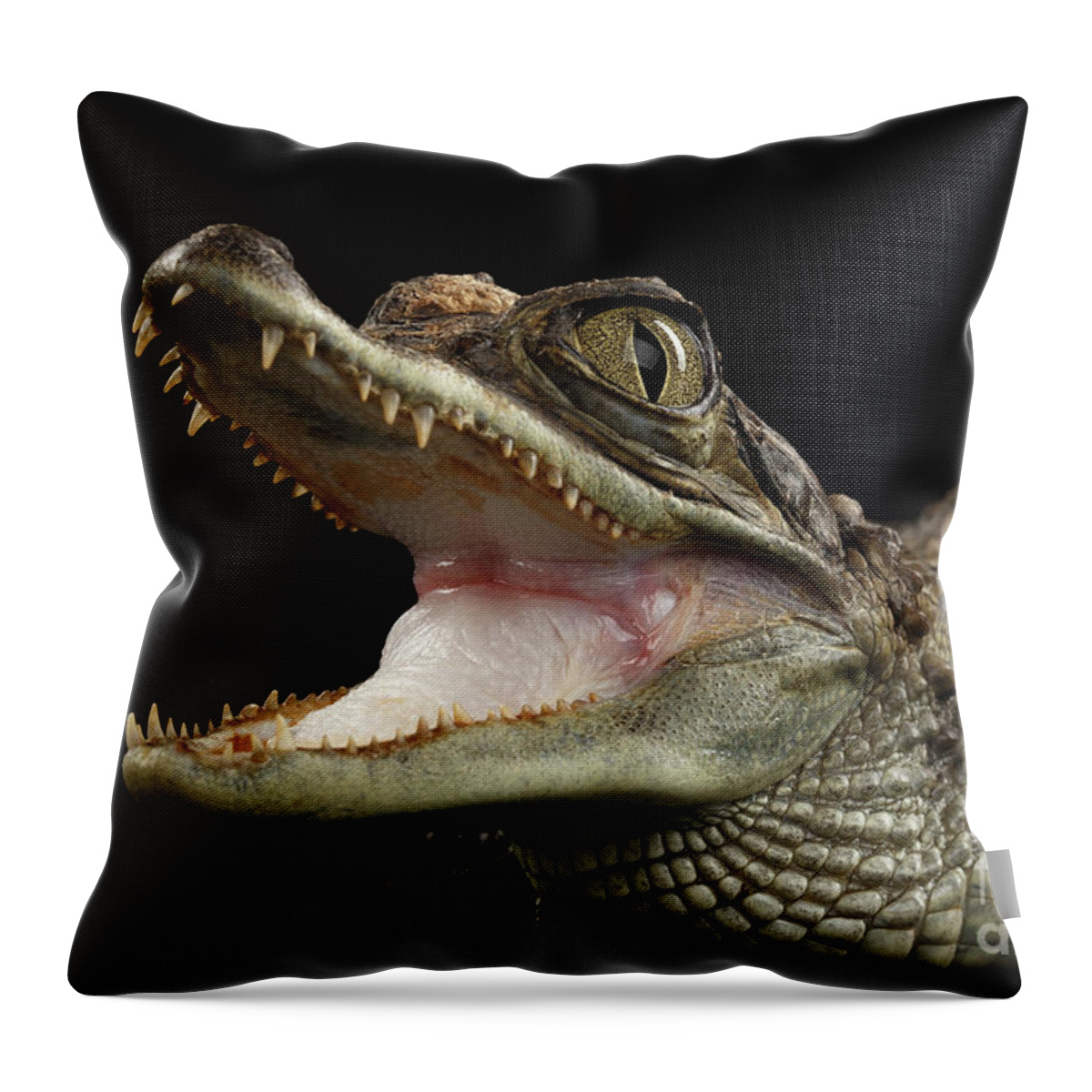 Crocodile Throw Pillow featuring the photograph Closeup Young Cayman Crocodile, Reptile with opened mouth Isolated on Black Background by Sergey Taran