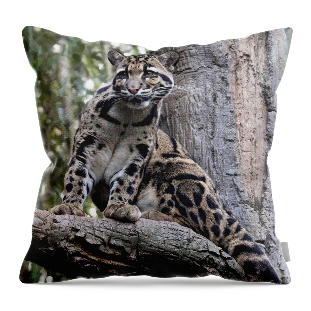 Nature Throw Pillow featuring the photograph Clouded Leopard by Gina Fitzhugh