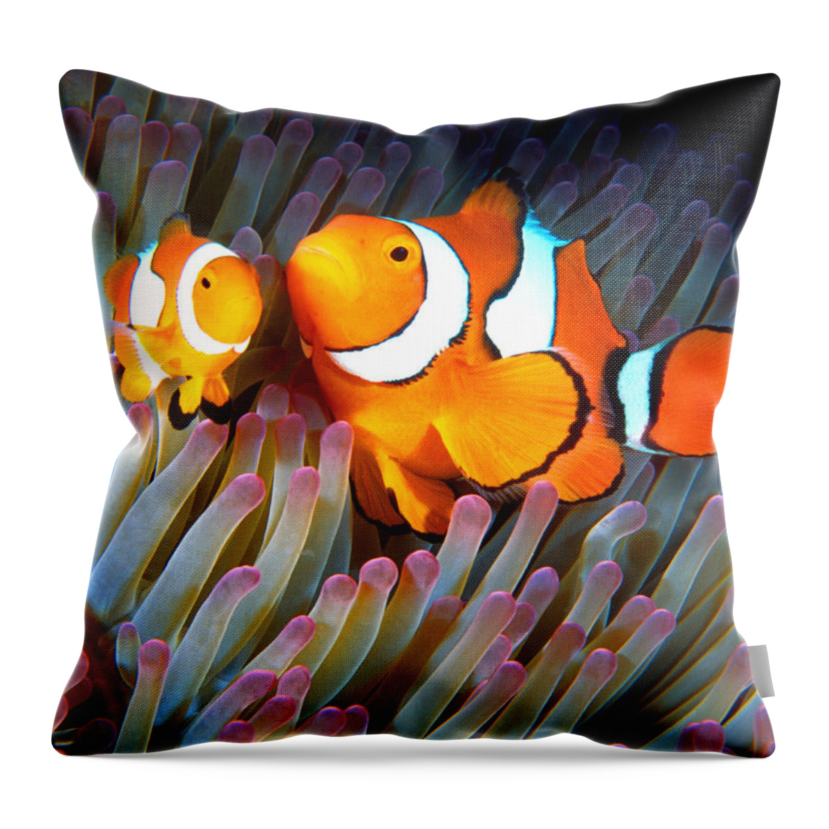 Clown Anemonefish Throw Pillow featuring the photograph Clownfish in Anemone, Great Barrier Reef 2 by Pauline Walsh Jacobson
