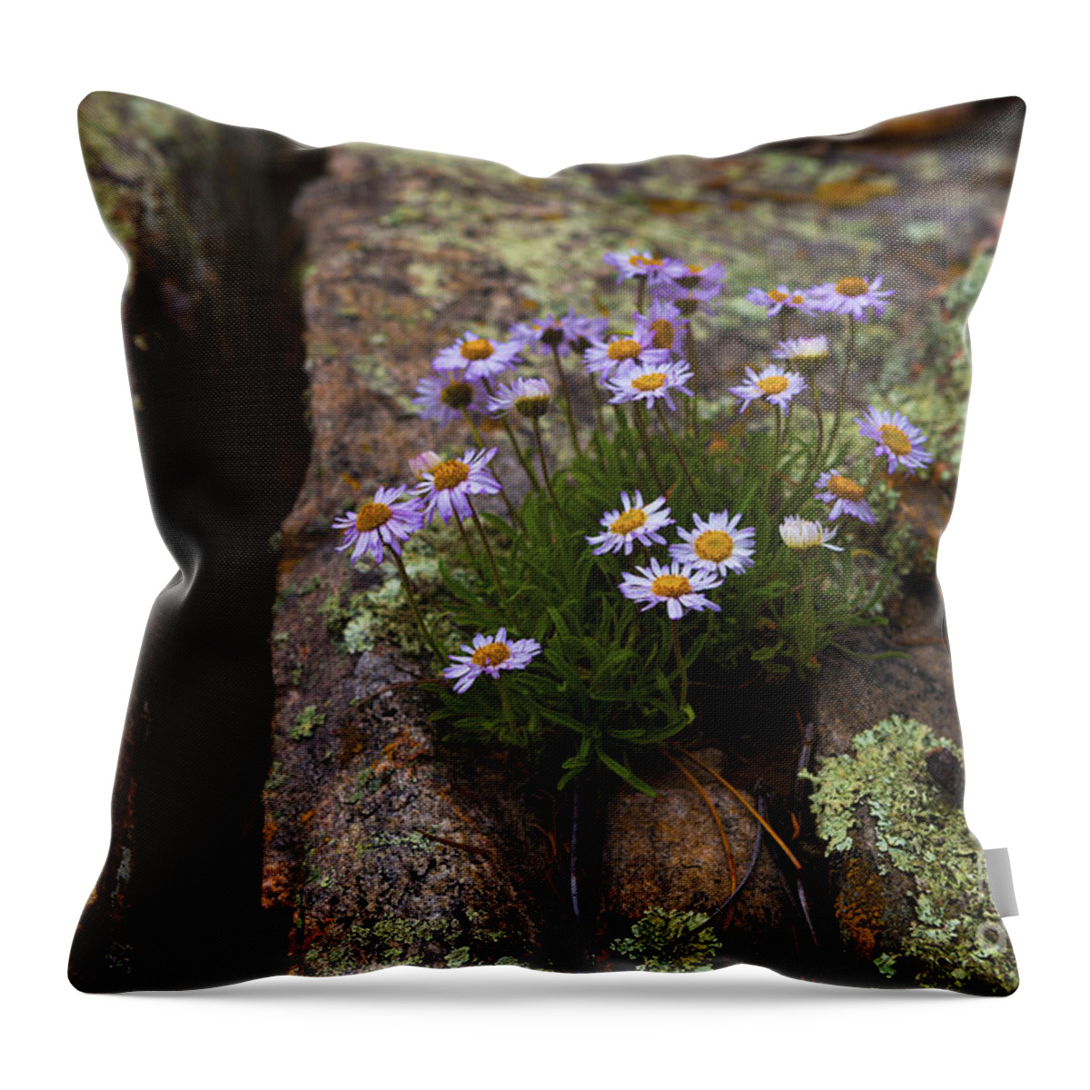 Wildflowers Throw Pillow featuring the photograph Clump of Asters by Barbara Schultheis