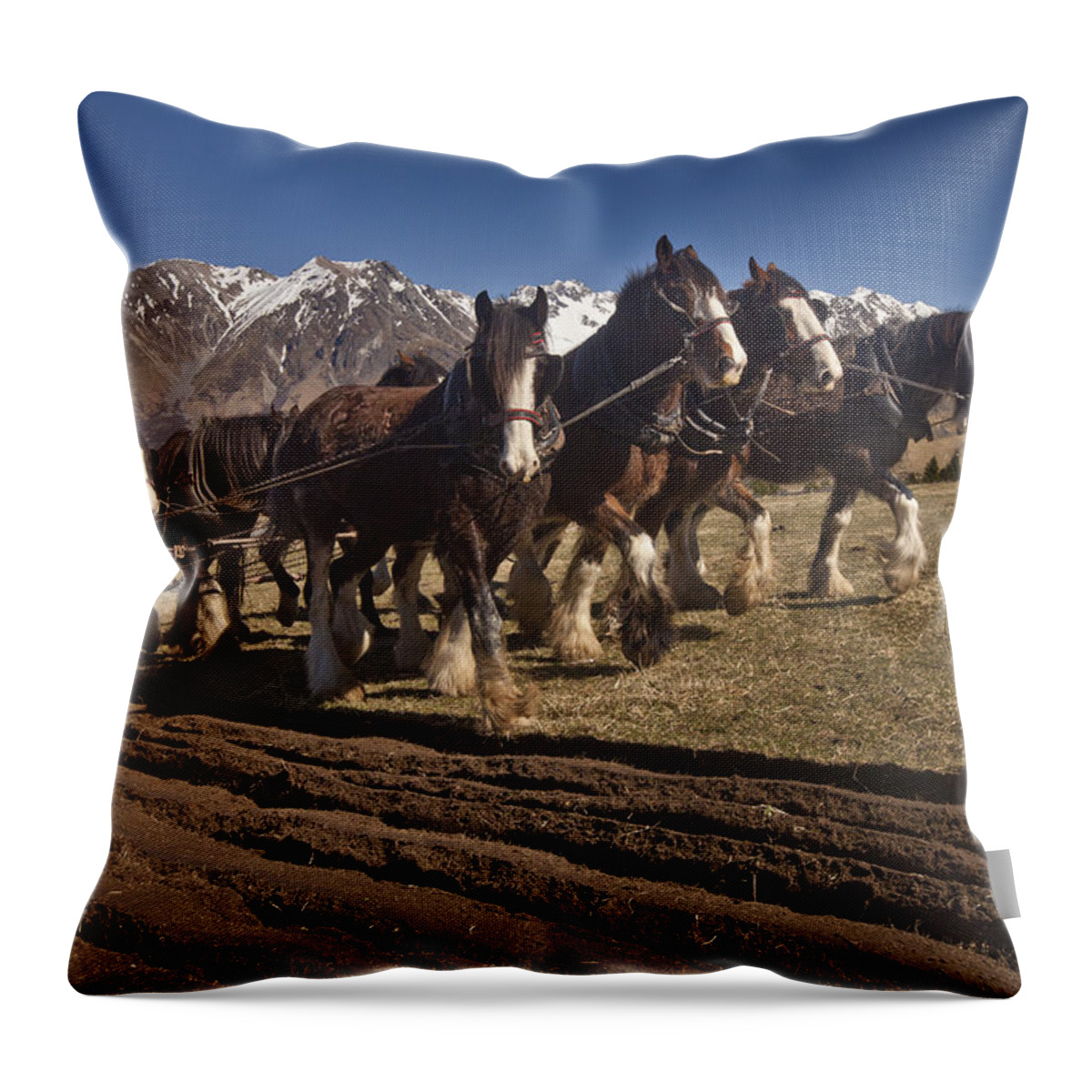 00475843 Throw Pillow featuring the photograph Clydesdale Ploughing Field In Erewhon by Colin Monteath