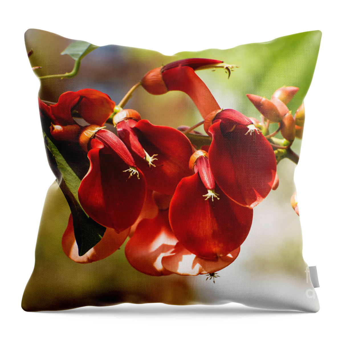 Cockspur Coral Tree Flowers Throw Pillow featuring the photograph Cockspur Coral Tree Flowers by Mary Jane Armstrong