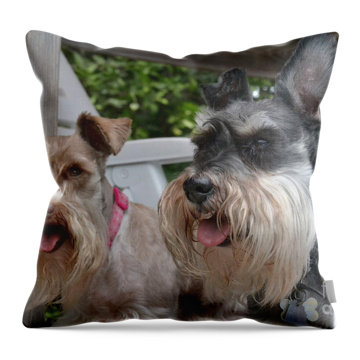Pet Throw Pillow featuring the photograph Coco and Rocky by Carol Bradley