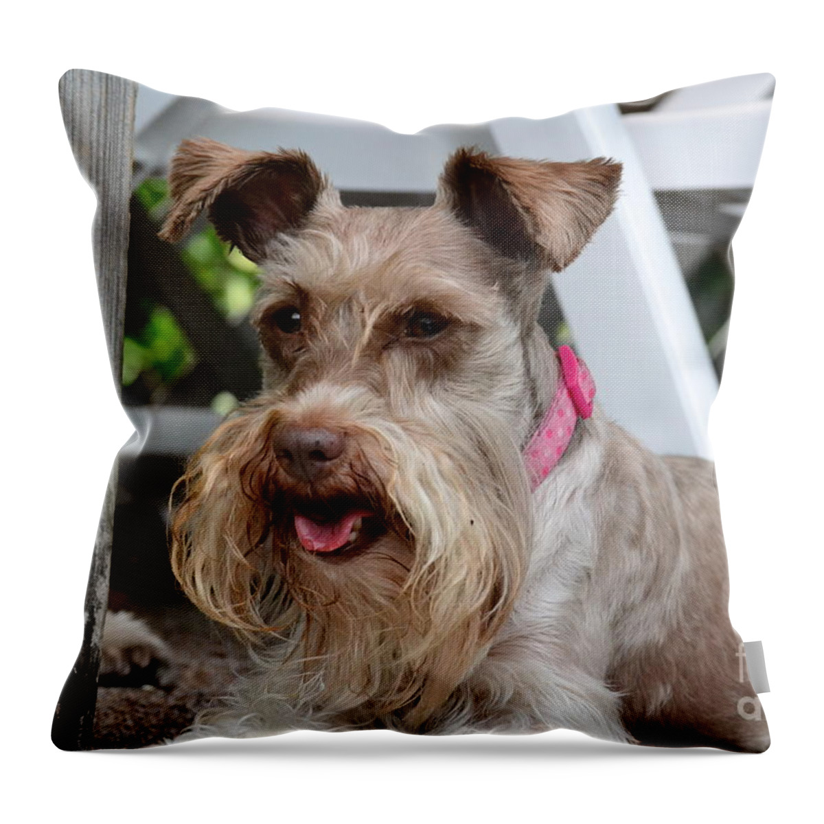 Dog Throw Pillow featuring the photograph Coco by Carol Bradley