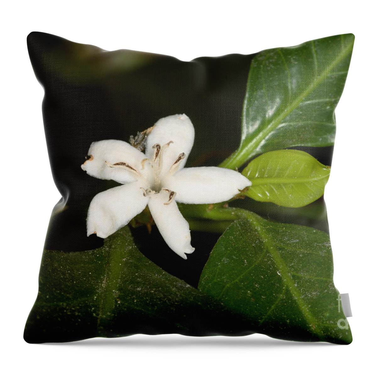 Plant Throw Pillow featuring the photograph Coffee Flower by Ted Kinsman