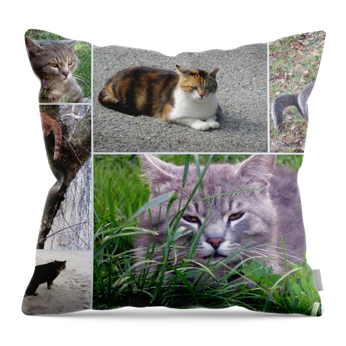 Cats Throw Pillow featuring the photograph Collage Of Photos Cats by Vesna Martinjak