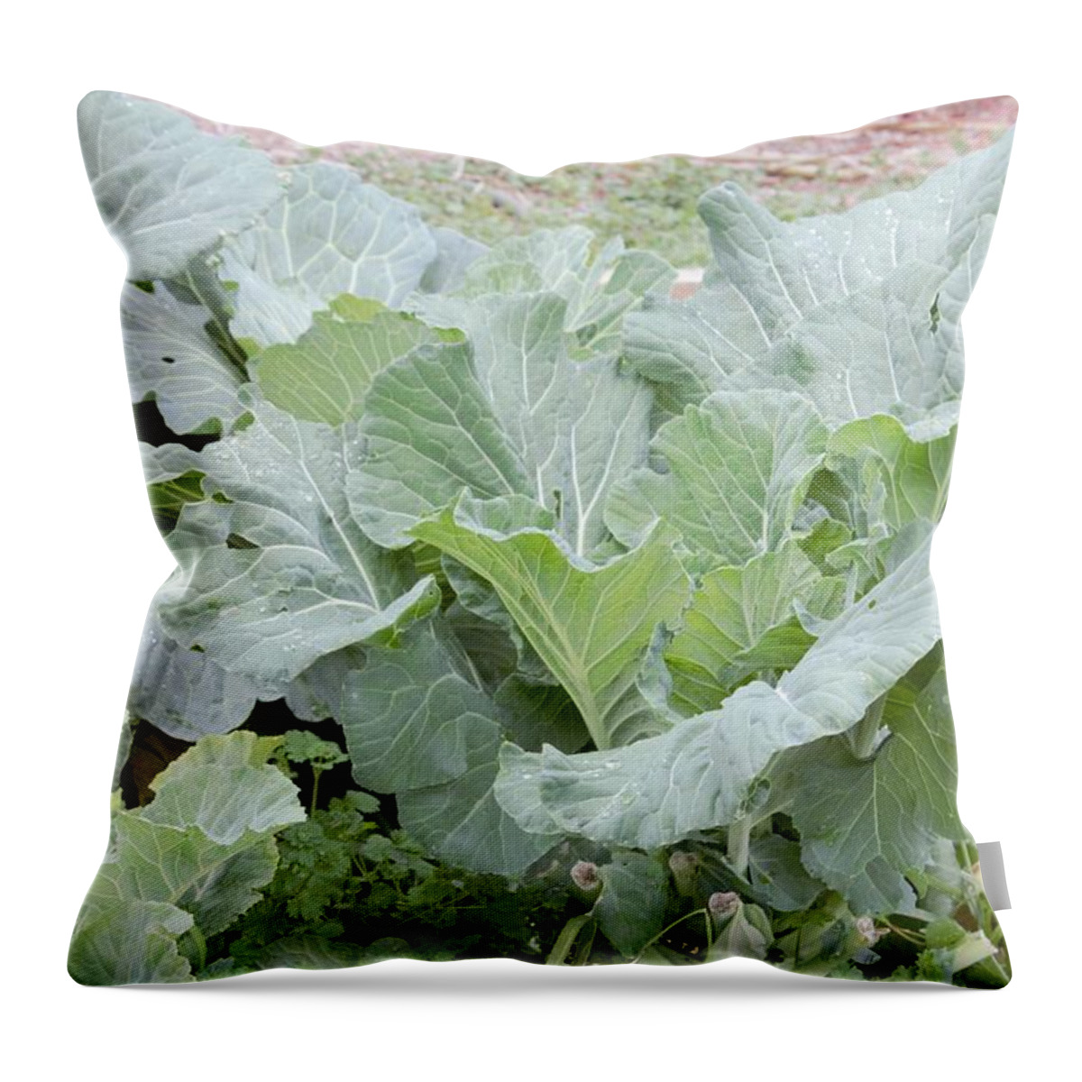Plant Throw Pillow featuring the photograph Collards by Ali Baucom