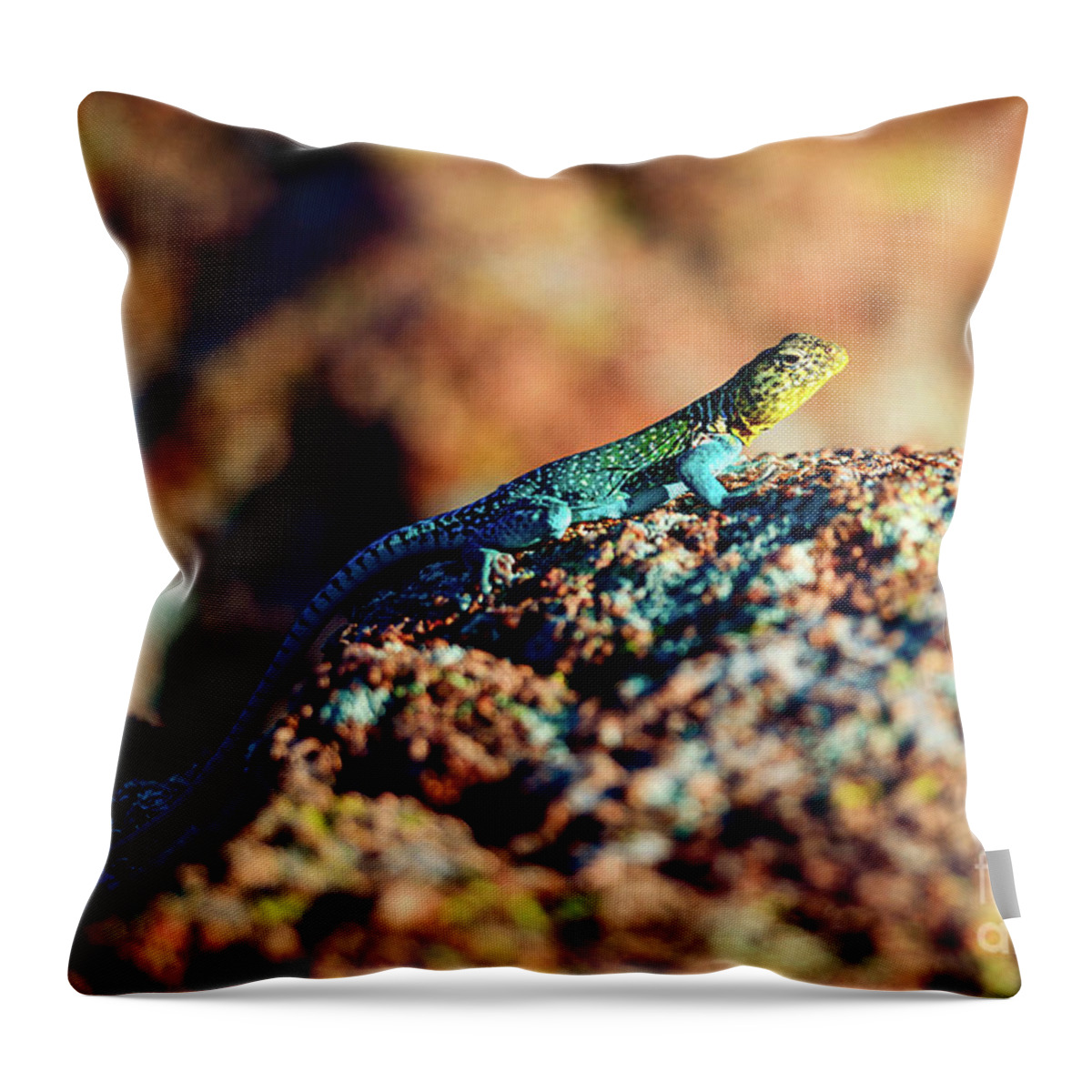The Collared Lizard Is The Oklahoma State Reptile. Throw Pillow featuring the photograph Collared Lizard by Tamyra Ayles