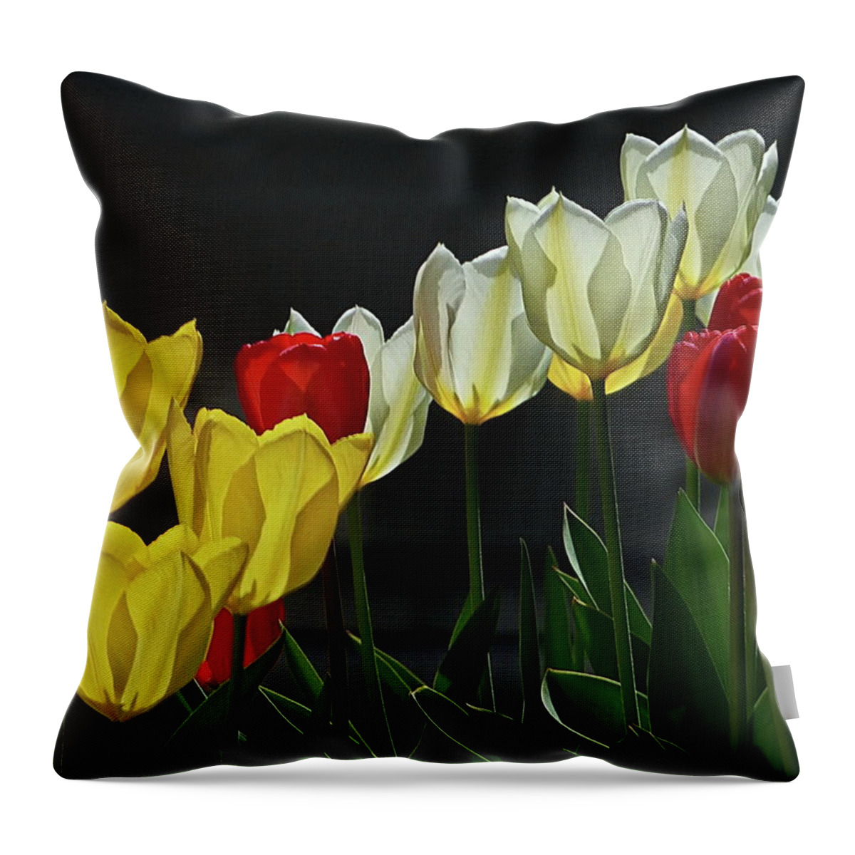 Tulips Throw Pillow featuring the photograph Color and Light by Lyuba Filatova