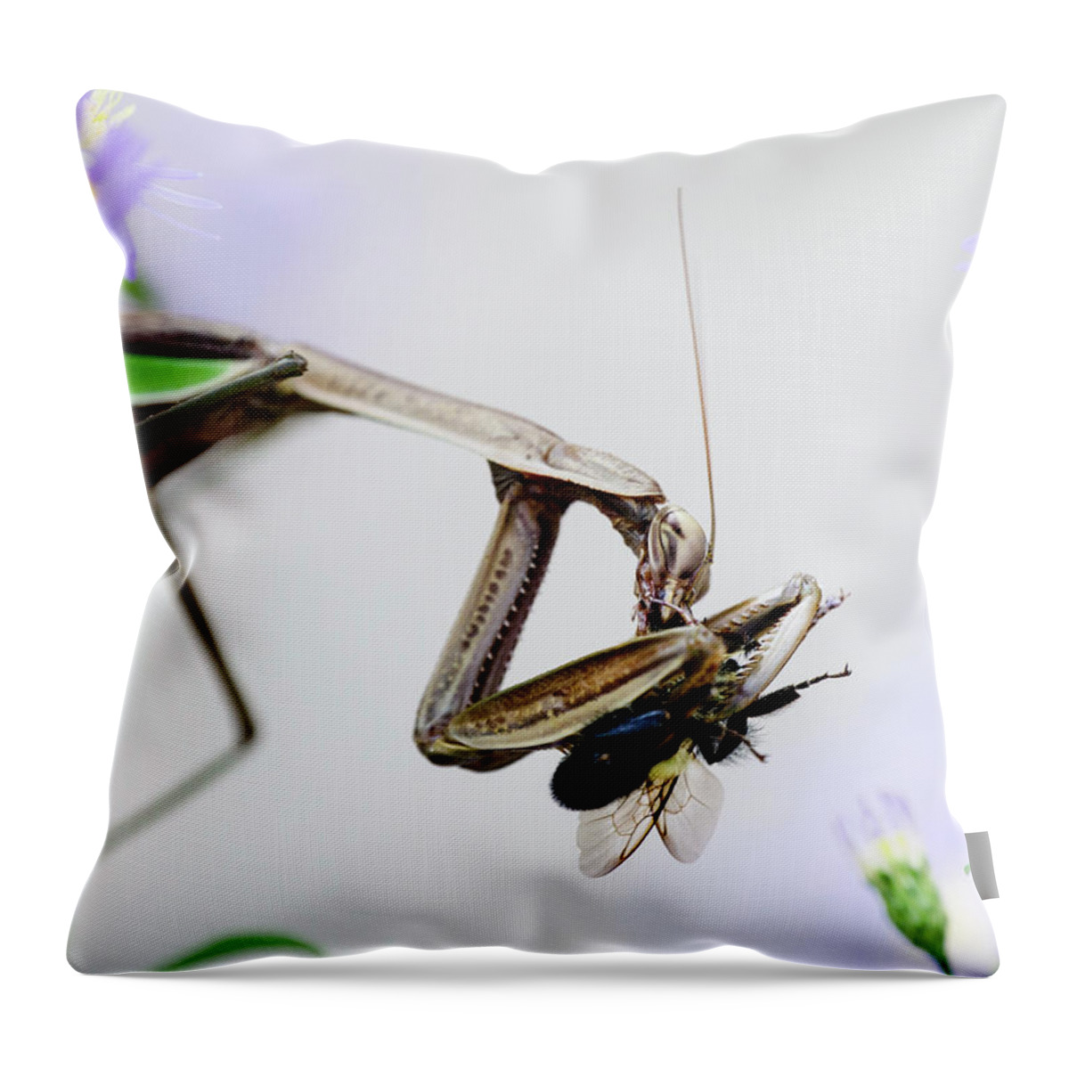 Tenodera Sinensis Throw Pillow featuring the photograph Color Mantis by Todd Bannor