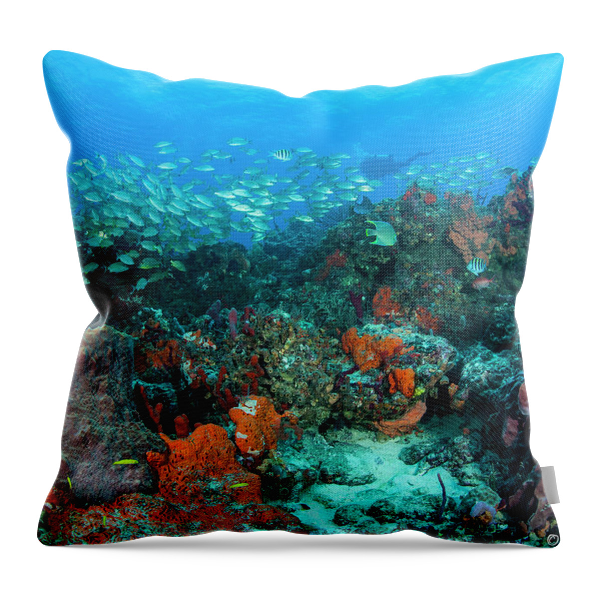 Scene.scenes Throw Pillow featuring the photograph Color Of Life by Sandra Edwards