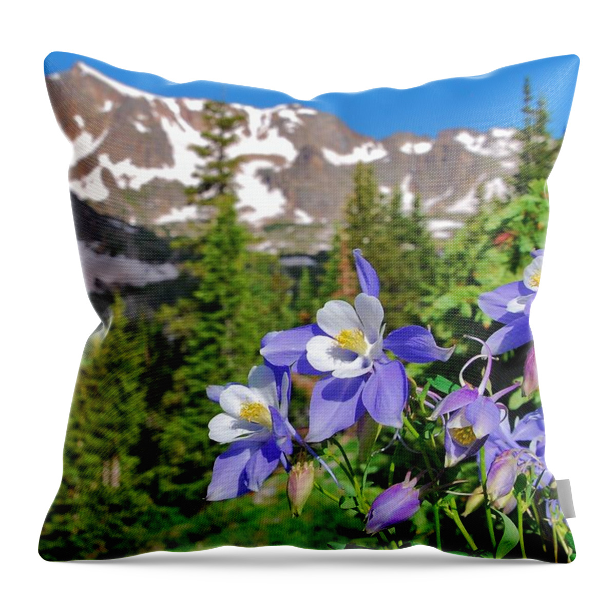 Blue Columbine Throw Pillow featuring the photograph Colorado Blue Columbine by Cascade Colors