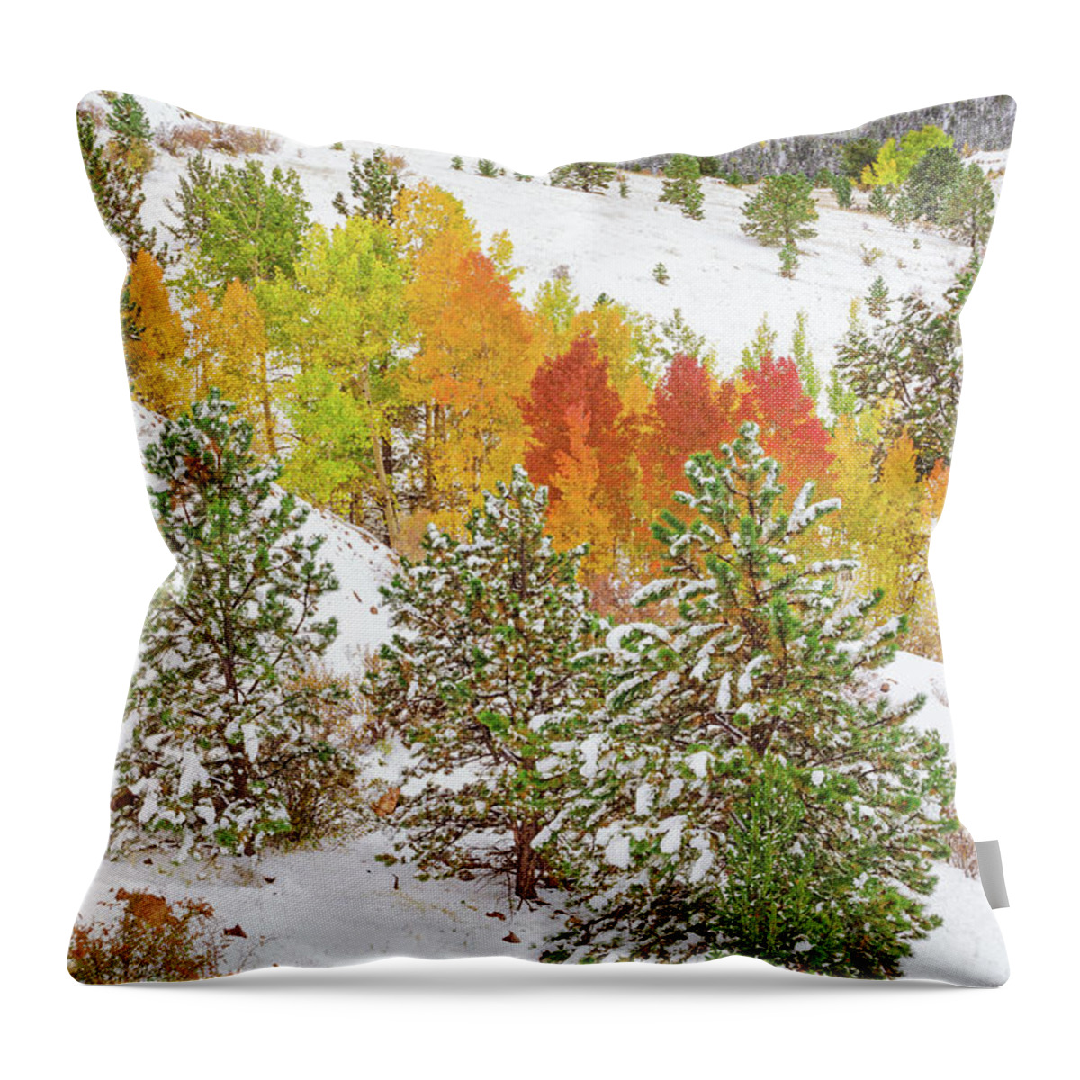 Fall Colors Throw Pillow featuring the photograph Colorado Is Stunningly Beautiful. Here's One Example Among Countless Others. by Bijan Pirnia