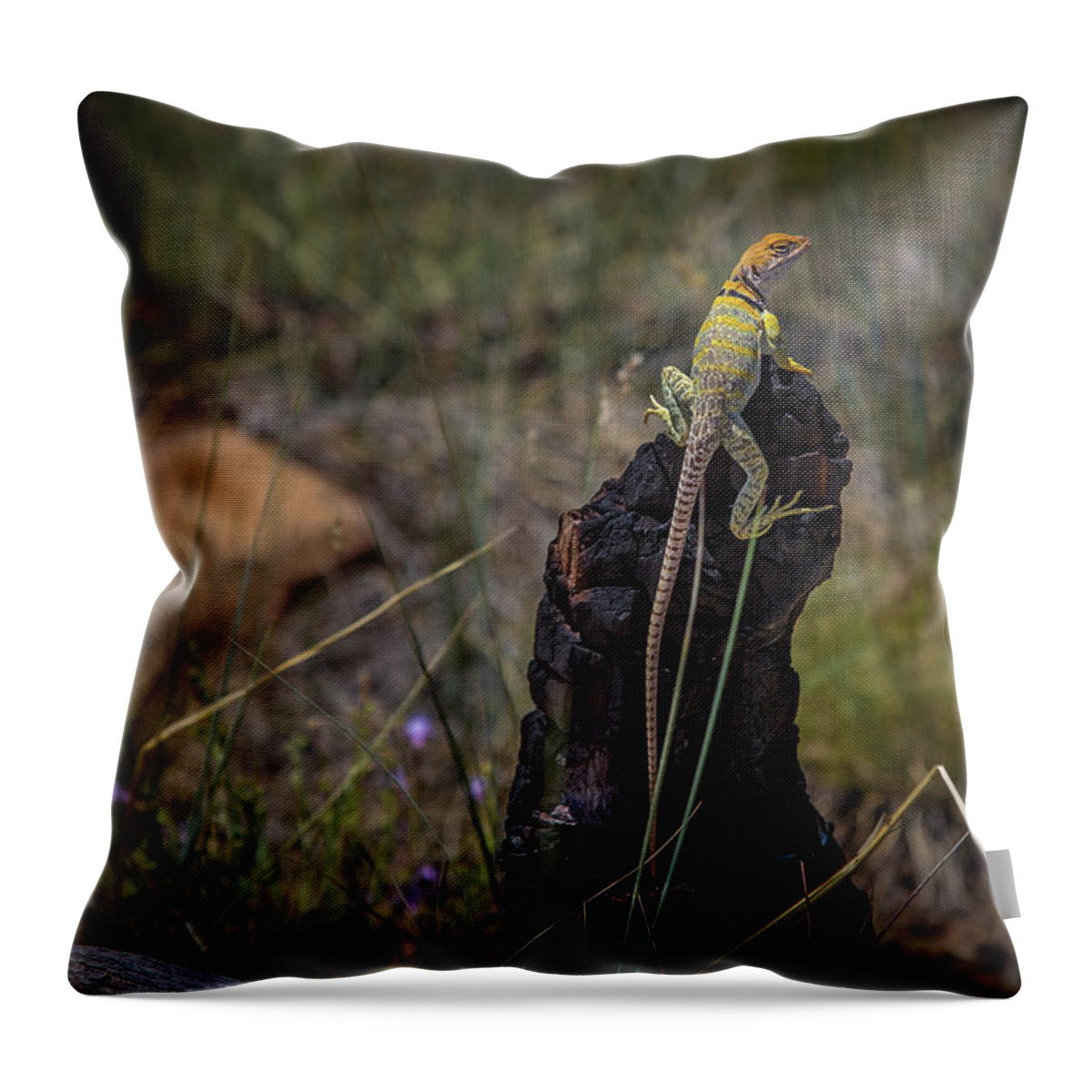 Collared Lizard Throw Pillow featuring the photograph Colored Collared Lizard by Jen Manganello