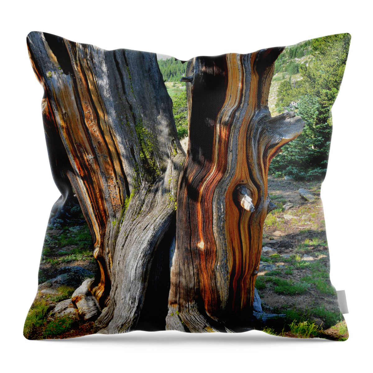 Mt. Evans Throw Pillow featuring the photograph Colorful Bristlecone Pine on Mt. Goliath by Ray Mathis
