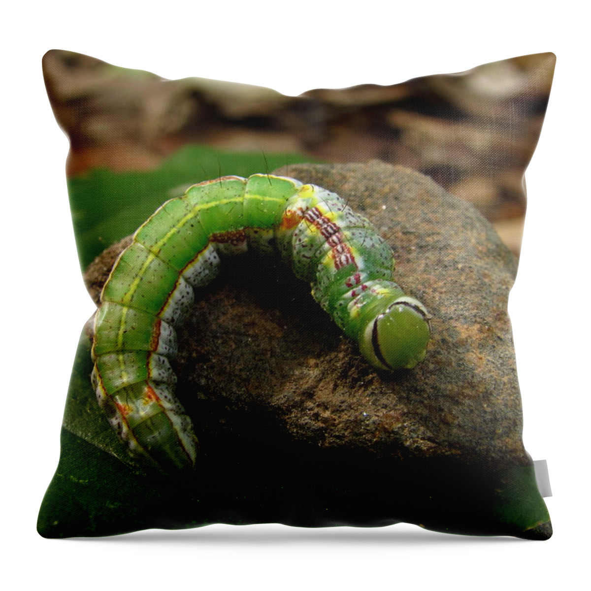 Colorful Caterpillar Images Colorful Caterpillar Prints Unidentified Caterpillar Images Unidentified Caterpillar Prints Forest Ecology Entomology Biodiversity Nature Oldgrowth Forest Preservation Beech Trees Throw Pillow featuring the photograph Colorful Caterpillar by Joshua Bales