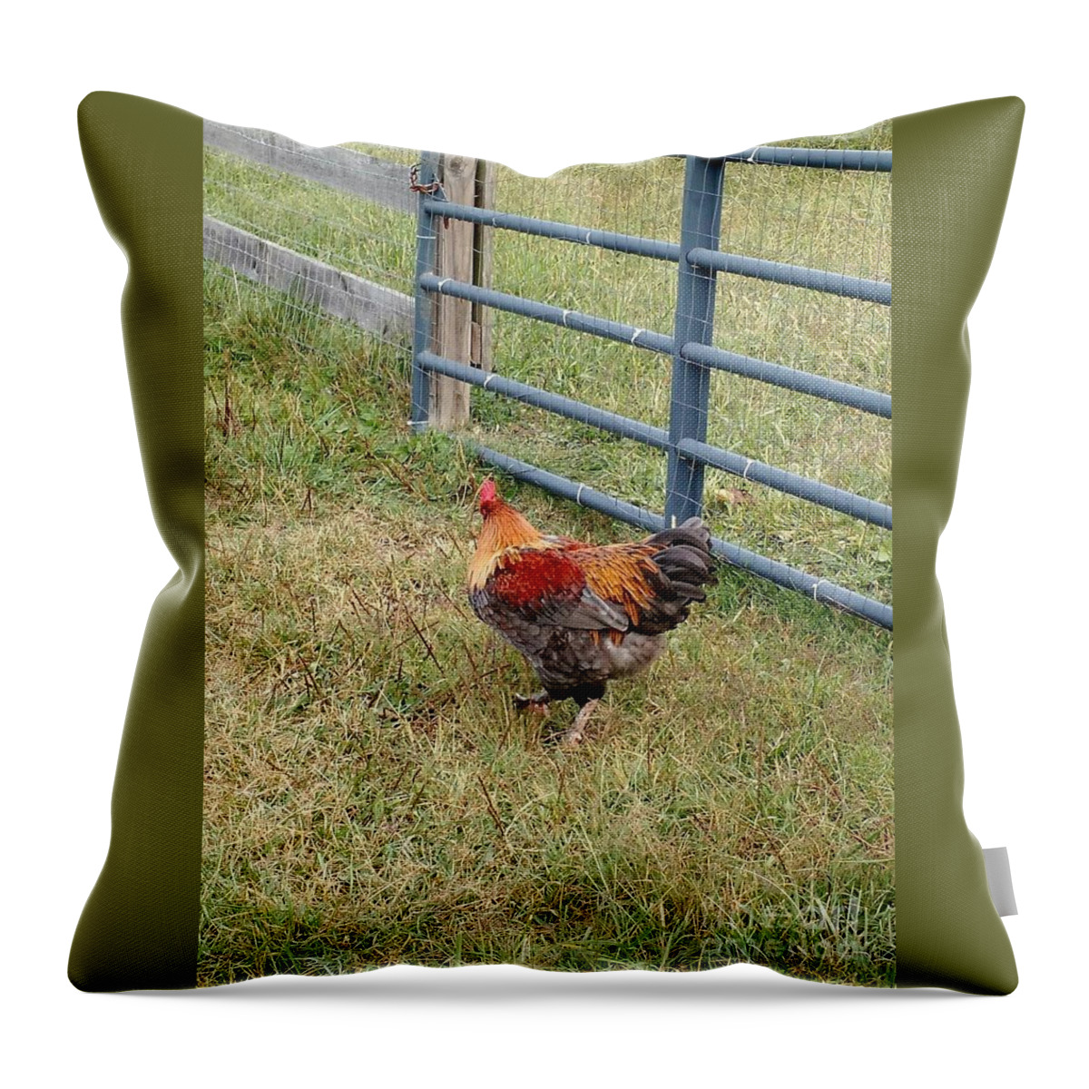 Chicken Throw Pillow featuring the photograph Colorful Chicken by Anita Adams